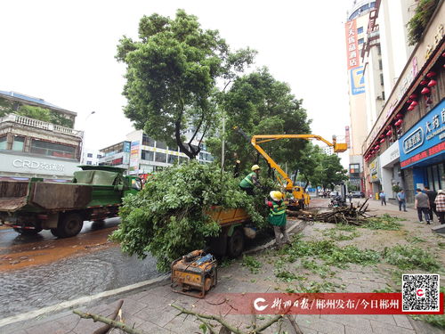 大樹倒伏阻交通，園林綠化服務中心與物業公司攜手快速清障